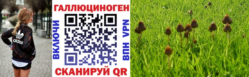 купить закладку  Волгоград  Галлюциногенные грибы GOLDEN TEACHER 